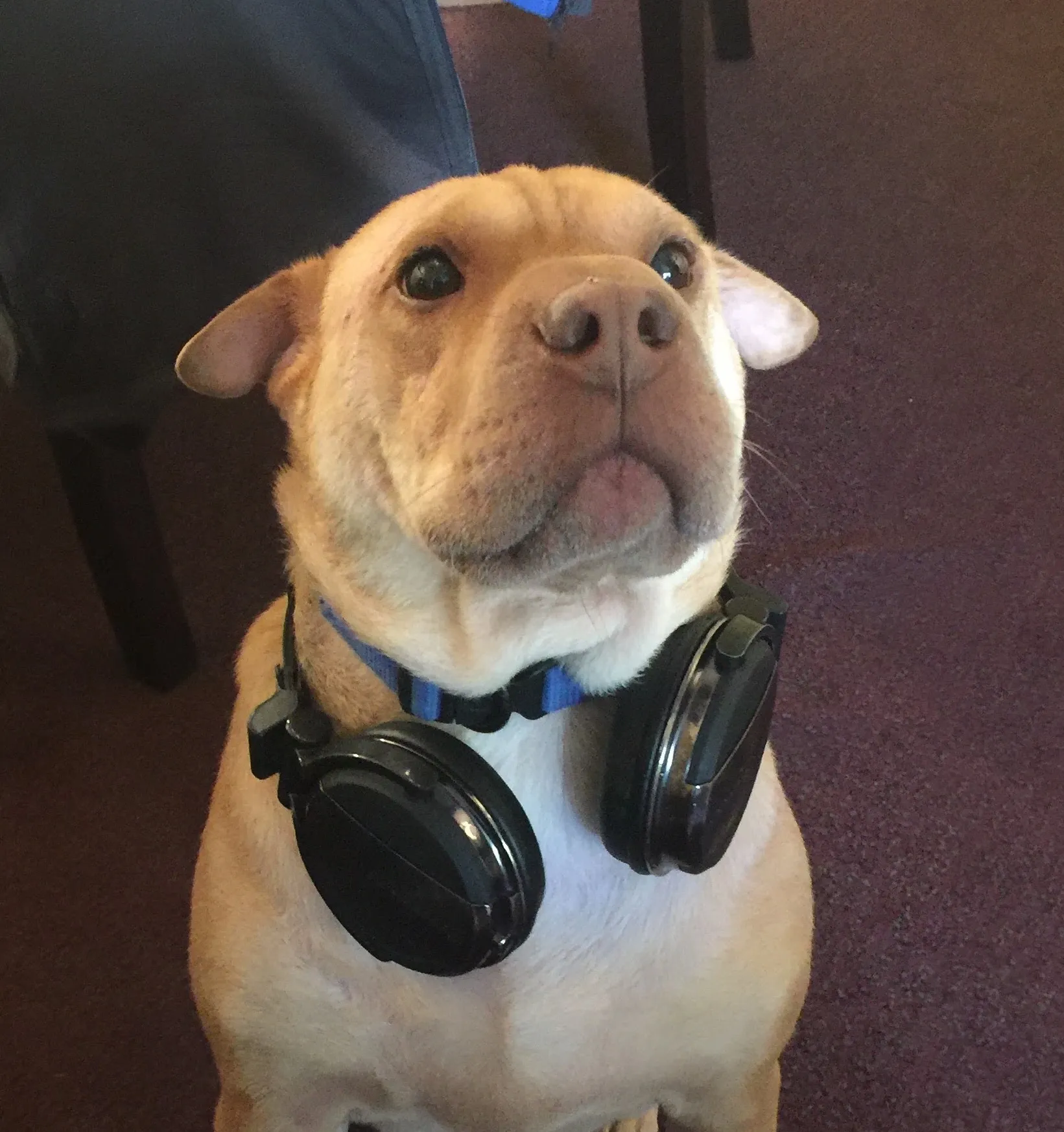 DJ Rocko Solender, Quality Control Manager at Solender Events
